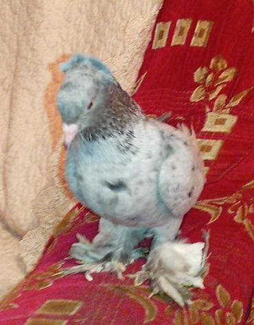 itin balasi: Bir eded iri lelekli kekilli ebres maya satilir tecili qiymeti — 4