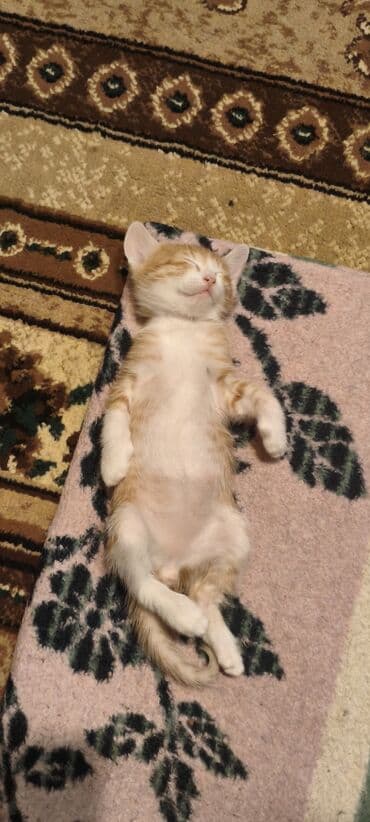 Balıq: Yaxşı əllərə — 6