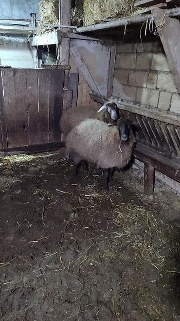 inek adlari azerbaycan: İki baş Şişek Satılır Heyvanlar tam sağlamdır heç bir problemi yoxdu — 2