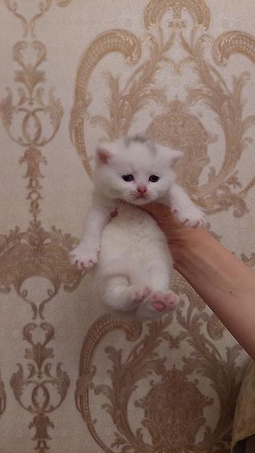 сколько стоит котенок: Шотландская, Самец, Самовывоз, Платная доставка — 2