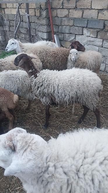 Quzu: 400 manatda 750 manata kimi var komda satılır ümumi 27 baş heyvandı — 10