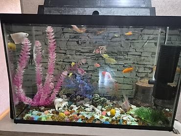 qara mal: Akvaryum dəsti – şüşə akvarium və akvarium balıqları ilə - Geniş — 1