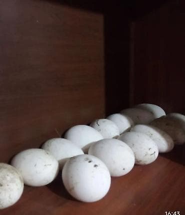 Heyvanlar üçün mallar: Satılır: ev şəraitində bəslənmiş ördəklər və ördək yumurtaları - Növ — 2