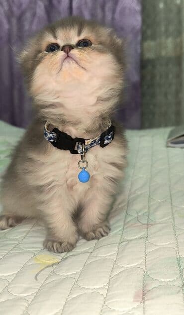 şirin pişik: Şotland yastı qulaq, Erkək — 2