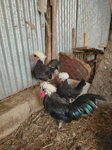 sabuncu toyuq bazari 2023: Toyuq, Damazlıq — 1