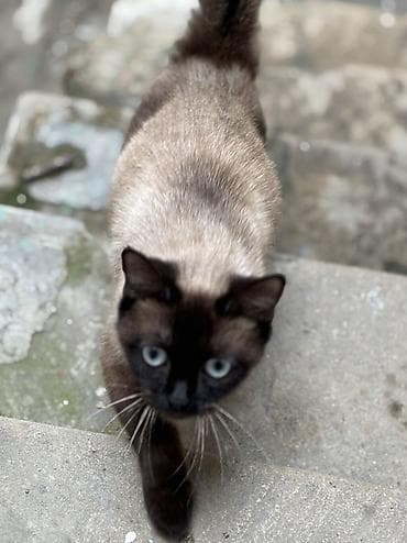 Siam, Dişi, Yaxşı əllərə, Pulsuz çatdırılma