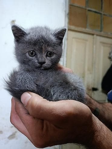 Pişiklər: Britan — 4