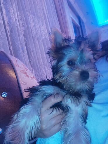 Yorkşir teryer, 3 ay, Erkek, Peyvəndli lalafo.az -da Yorkşir teryer, 3 ay, Erkek, Peyvəndli