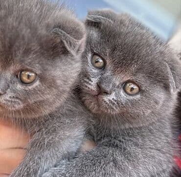 pişik latoku: Şotland yastı qulaq, Erkək, Dişi, Ödənişli çatdırılma, Ünvandan götürmə — 8