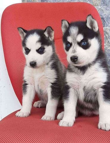 купить хаски щенка: Xaski, 2 ay, Erkek, Peyvəndli — 3