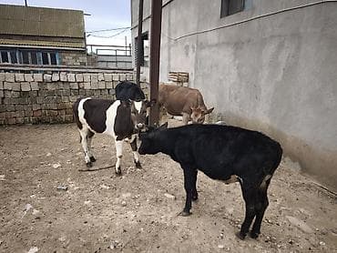 Dana, buzov, Dişi, Holsteyn, Simental, ay: 1, Südlük, Damazlıq, Ödənişli çatdırılma, Ünvandan götürmə