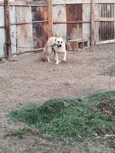 it adları erkək: Kanqal, Erkek, Ünvandan götürmə — 4