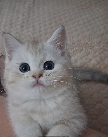 ucuz pişik: Qızıl şinşilla, Dişi, Yaxşı əllərə, Ünvandan götürmə, Ödənişli çatdırılma — 3