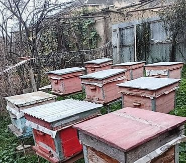 Arıçılıq üçün taxta arı yesikleri Şəkildə bir neçə 10–12 çərçivəli