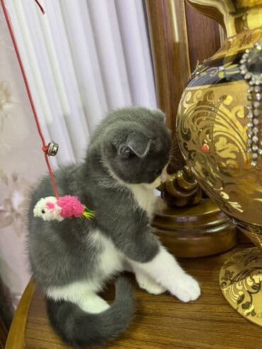 отдам в хорошие руки шотландского вислоухого котенка: Шотладская вислоухая, В добрые руки — 2