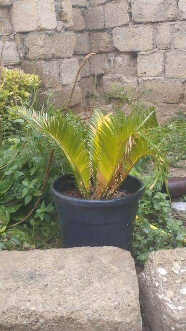 куплю комнатные растения: Qara plastik qabda sikas bitkisi. 1 ədəddir. Bunun gözəlliyi tam — 1