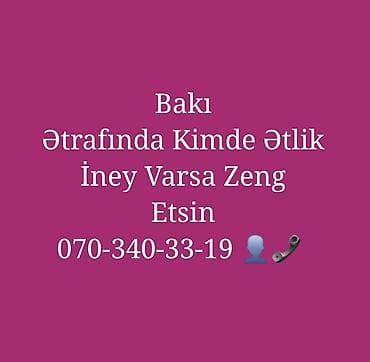 Bakıda ətraf bölgələrdən ətlik inək axtarılır. Yalnız ət məqsədli lalafo.az -da Bakıda ətraf bölgələrdən ətlik inək axtarılır. Yalnız ət məqsədli