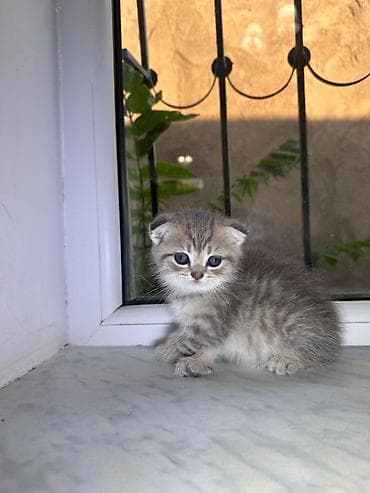 Şinşilla — 8