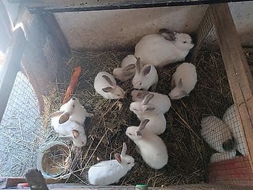 dovşam: Məhsul: Dovşanlar (saf təsərrüfat yetişdirməsi) Təsvir: - Ağ tüklü — 2