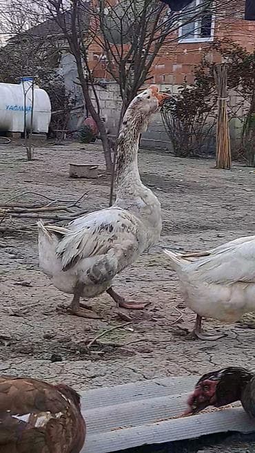 Xalmaqor qazları və balaları satılır 4 ədəd bala var satışda və