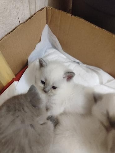 pisik cutlesme: Britan — 1