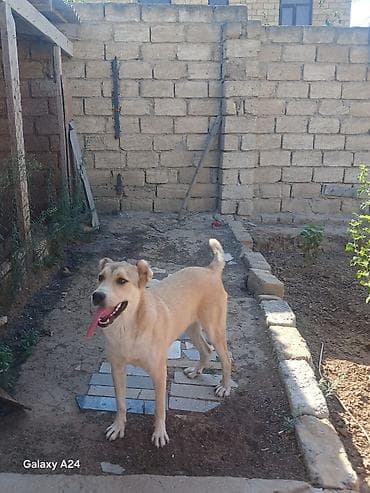 coban itleri: Peyvəndli — 3