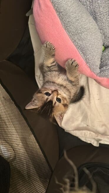 шиншилла котенок купить: Шиншилла, Самка, Самец, В добрые руки, Самовывоз — 2