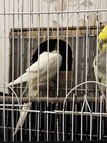 Hazır cüt quşlardı Dişi iri qırmızıgöz quşdu Erkəy isə ələ gəlir