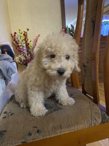 pitbul itleri: Pudel, 2 ay, Erkek, Peyvəndli, Ünvandan götürmə — 1