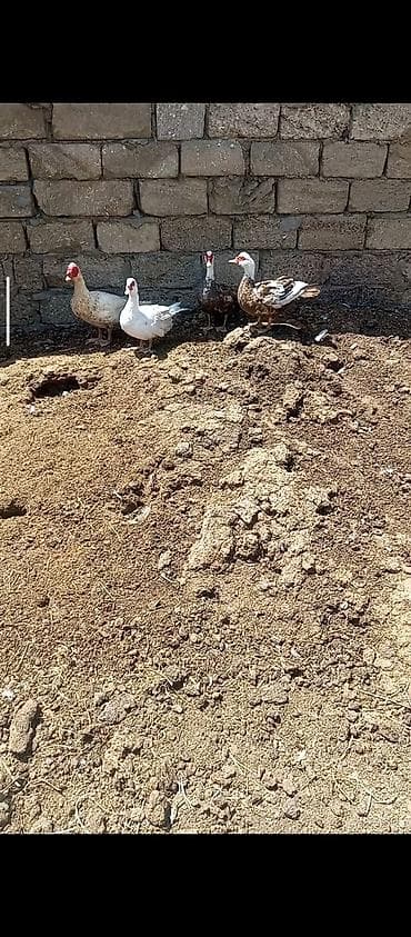 Salam 4 dişi dişini biri macardi kurte hazırdı 2.3 günü qalıb. 1 Erkey
