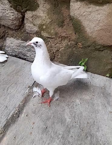 goyercin bazari: 2 gozu xalli birde mice quyrug 3 de mayadi 12 13 14 tuk vidyo ucun — 2