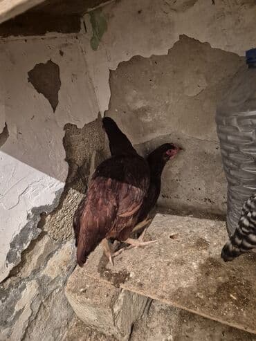 bakida cins ineklerin satisi: Курица, Для яиц — 3