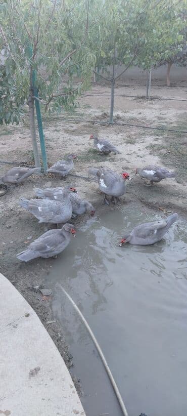 ördək balası və cücə: Muscovy (barbarı) ördəkləri – bala və yeniyetmə yaşda sürü - Rəng — 9