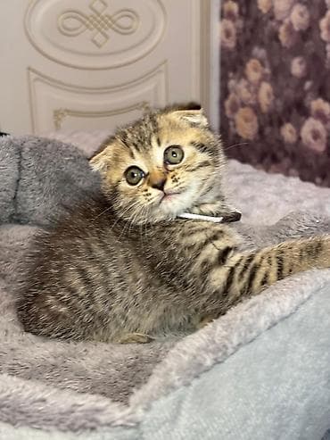 pişik qara: Skottish Fold və düzqulaq qarışığı balalar - Cins: Scottish Fold — 3