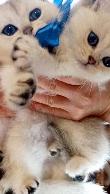 ev pisikleri satisi: Britan, Erkək, Dişi, Yaxşı əllərə, Ünvandan götürmə — 2