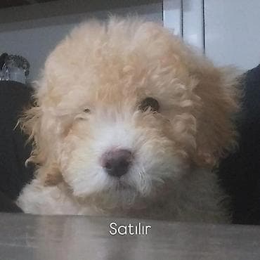 itlerin satisi 2021: Pudel, 4 ay, Erkek — 1