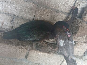 kənd cucələri: Erkək, | Lal ördək, Ətlik, Ünvandan götürmə — 4