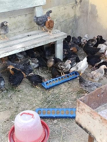 cuce toyuq: 42 günlük cücələrdir. Təbii buğda,qarğıdalı, soya ilə yemlənmişdir. 2 — 1