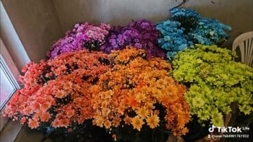 rozmarin gulu: Xrizantema gülləri – müxtəlif rəng və sortlarda - Rənglər: ağ, sarı — 1