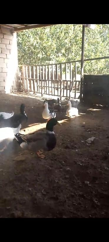 cins heyvanlar: Yaşilbaş ördekler 10 denedir 14 manatdan endirim var — 1