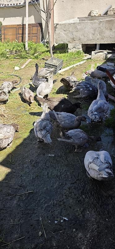 ordek: 6 aylıq cins lal ördəklər ( Krasnodar, Macar Mirvari, Kərpici — 5