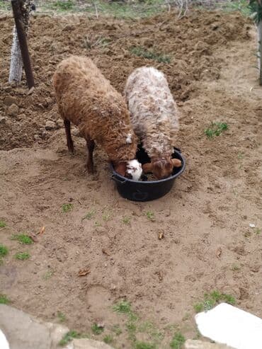 Keçi, çəpiş: Məhsul: Quzu saxlamalı sağlam yeyimcil iki erkek quzu qiymet cütünü — 1