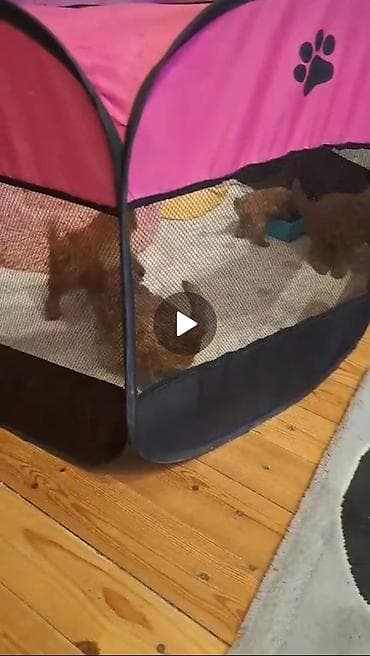 ev heyvanı: Pudel, 1 ay, Erkek — 1