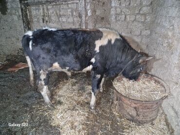 Inəklər, öküzlər: Satlıq: qaramal – erkək buzov/ dana - Növ: ətlik istiqamətli qarışıq — 1