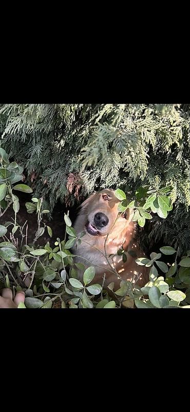 qurdbasar itleri: Retriever, 1 il, Dişi, Ünvandan götürmə — 2