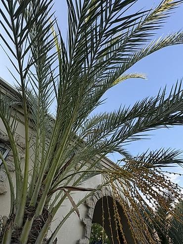 palma ağacı: Xurma palması (Phoenix dactylifera) - Növ: Xurma palması — 3