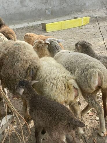 heyvanlara verilen adlar: Dişi quzular satılır super kök sağlam heyvanlardı 5 denedi bir ana — 5