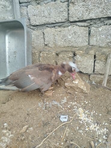 Gəmiricilər: Dişi, | Lal ördək, Ətlik — 5