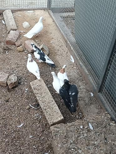 cex quslar: Ünvan fatmayi kendi 
Biri 10-30 m arası satılır.
Kütdə satılır — 4