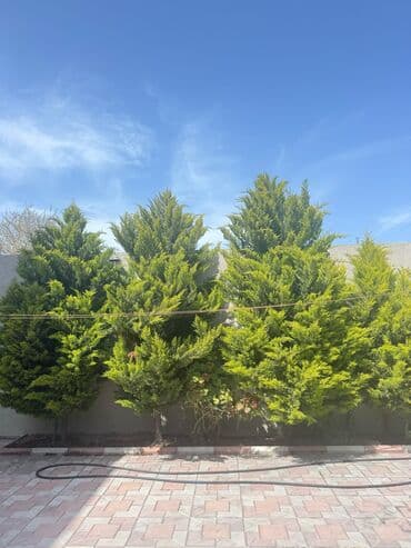 ищу работу садовник на дачу: Salam bağ evlərində, Abyektlərdə parklarda bağban xidməti görülür — 24